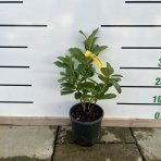 Vavrínovec lekársky (Prunus laurocerasus) ´NOVITA´ - výška 30-40 cm, kont. C2.5L (-21°C)